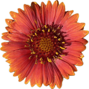 Beautiful fall colored flower